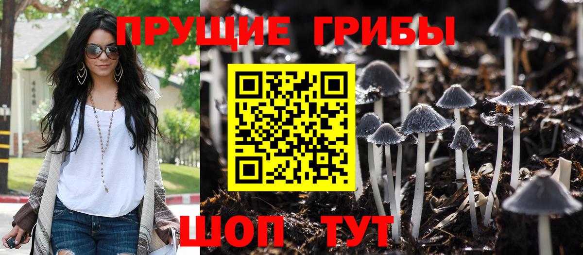 Галлюциногенные грибы Psilocybe Вязьма
